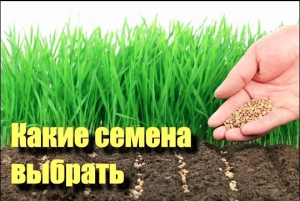 семена