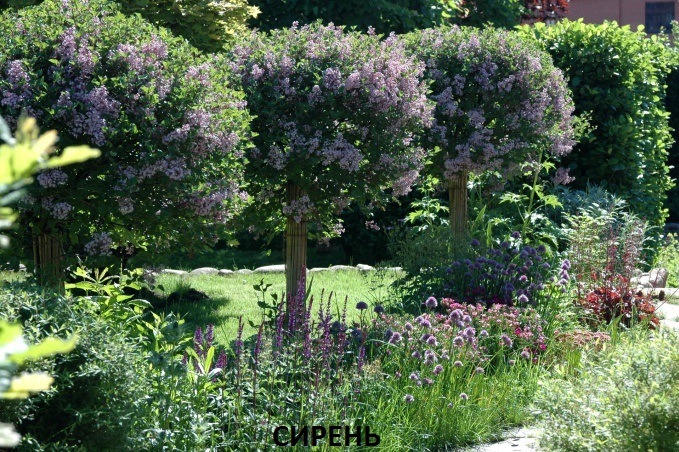 сирень