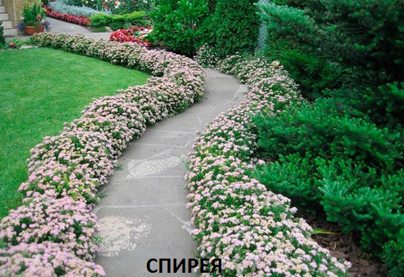 спирея