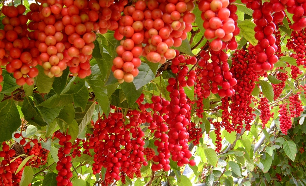 лимонник китайский