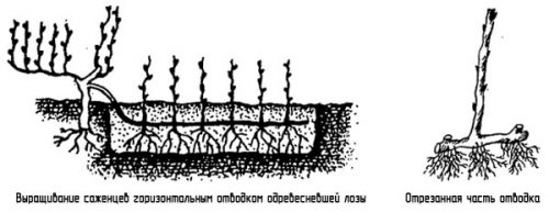 Размножение винограда