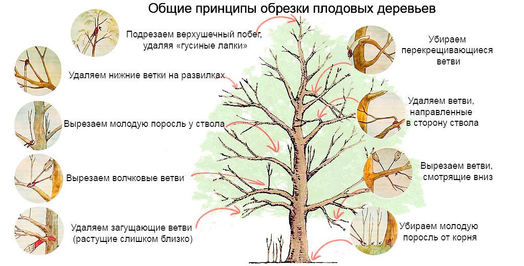 обрезка деревьев