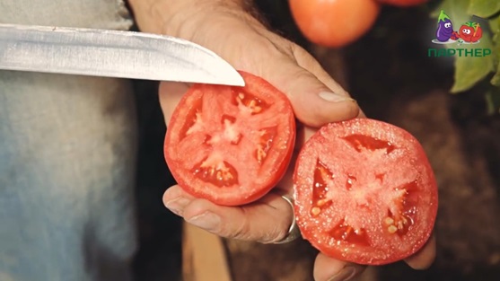 герцогиня вкуса характеристика томата