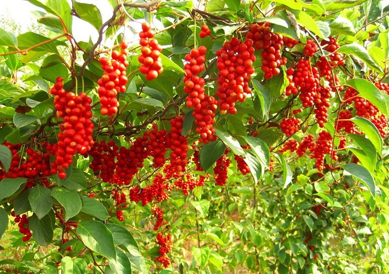 лимонник китайский