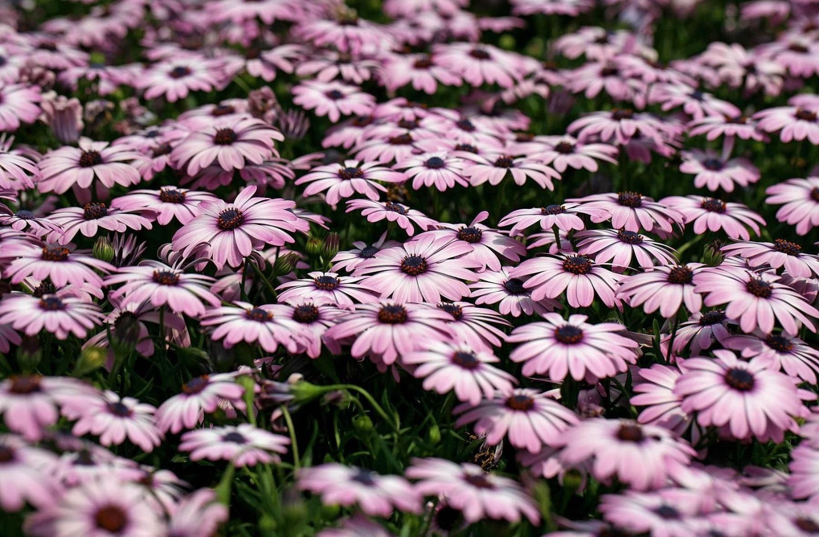 фото диморфотека