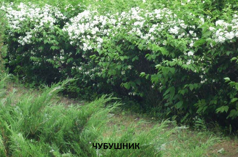чубушник