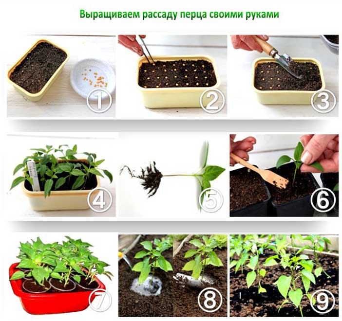 выращивание рассады перца
