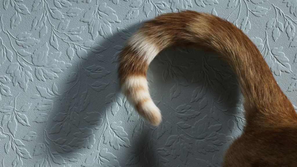 кошка