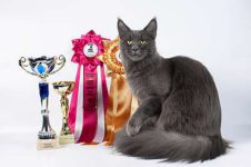 кошка на выставке