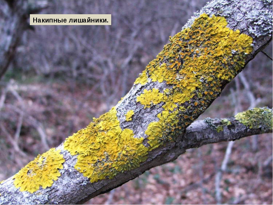 лишайник