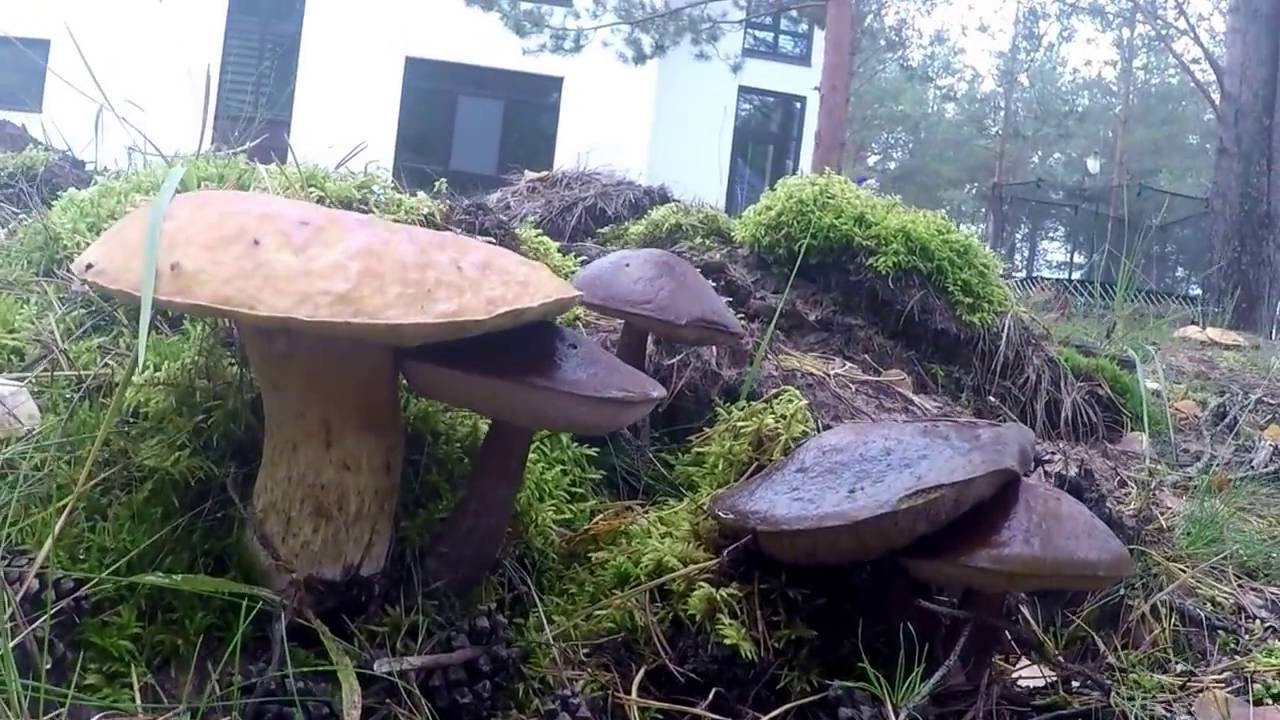 грибы на даче