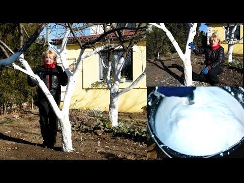 побелка деревьев