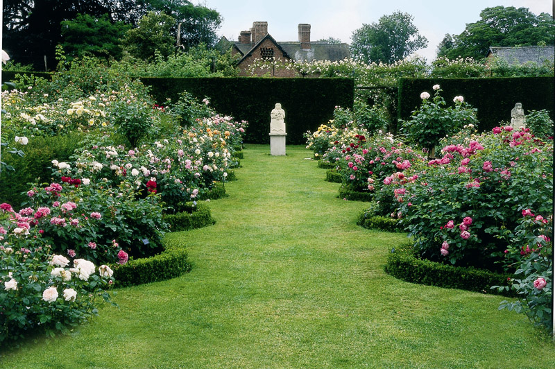 Почвопокровные розы в дизайне сада: лучшие сорта, советы по уходу и прим еры использования в саду