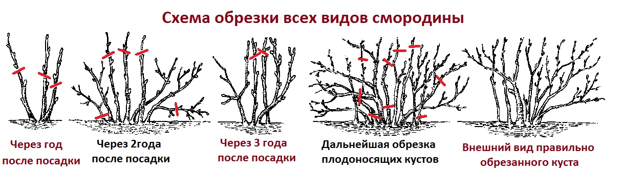 обрезка смородины