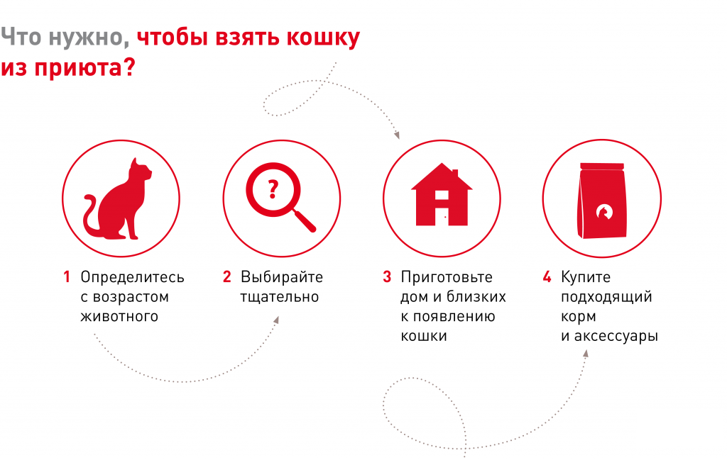 корм для кошек