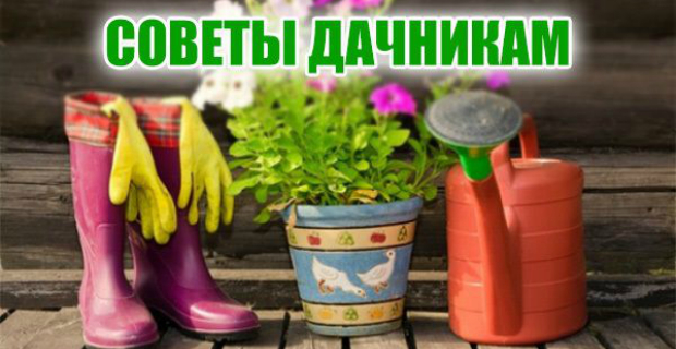 советы дачникам